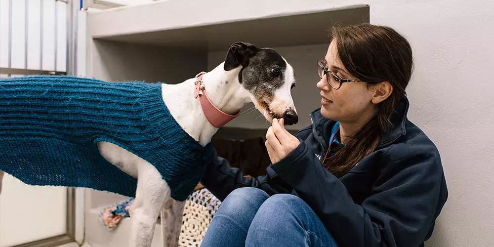 Meet the dogs Battersea Dogs & Cats Home